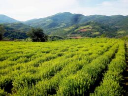 Ρίγανη - Oregano Καλλιέργειες