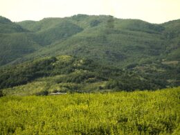Ρίγανη - Oregano Καλλιέργειες