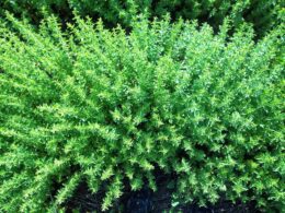 Ρίγανη - Oregano Καλλιέργειες