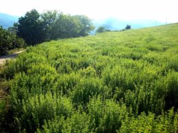 Ρίγανη - Oregano Καλλιέργειες