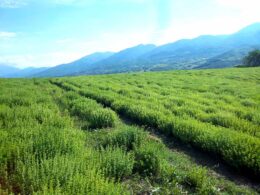 Ρίγανη - Oregano Καλλιέργειες