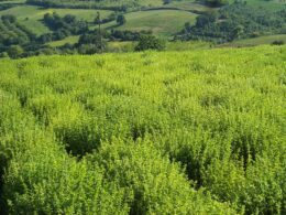 Ρίγανη - Oregano Καλλιέργειες