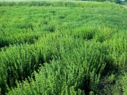 Ρίγανη - Oregano Καλλιέργειες