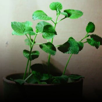 Λιανική - Χονδρική