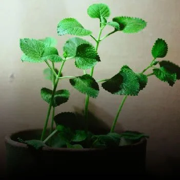 Λιανική - Χονδρική