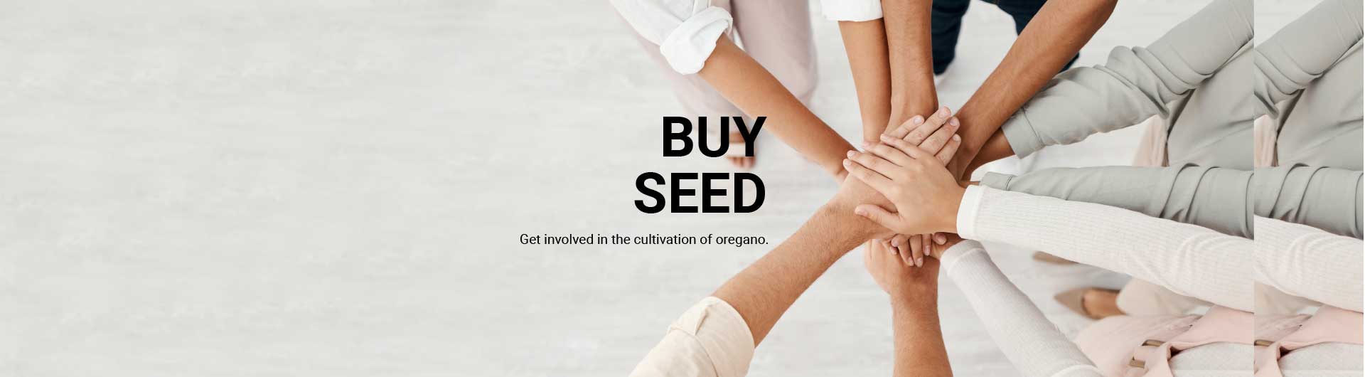 Buy Oregano Seeds | Oregano