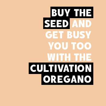 BUY OREGANO SEED